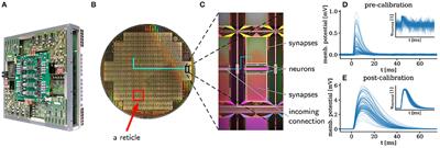 Accelerated Physical Emulation of Bayesian Inference in Spiking Neural Networks